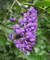 Calia secundiflora, Mescal Bean, Texas Mountain Laurel
